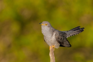 Common Cuckoo sunrise