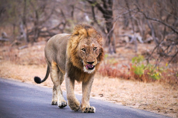 Hungriger Löwe in Afrika