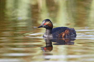 Black-necked grebe (Podiceps nigricollis) swimming in water, the Netherlands