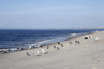 Seagulls on Caswell Beach, NC