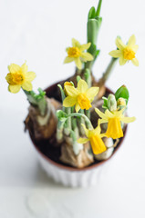 Spring easter background with yellow daffodils bouquet in pot on on white background. Flowers cleaning concept.