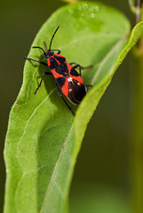 Lygaeus familiaris / Punaise familière