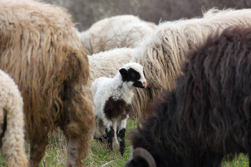 Sheep and lambs on pasture