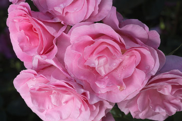 Rosa x / Rose 'Rose de Renne'