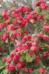 Euphorbia milii / Euphorbe épine du Christ