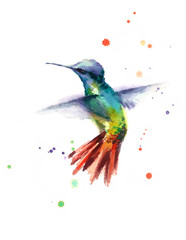 Watercolor Bird Hummingbird Flying Hand Drawn Summer Garden Illustration isolated on white background © cmwatercolors