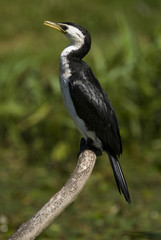 Phalacrocorax melanoleucos / Cormoran pie