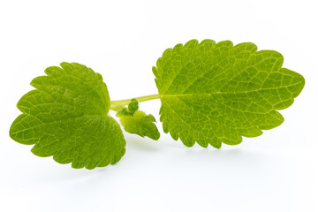Fresh mint leaves isolated on white background. © gitusik