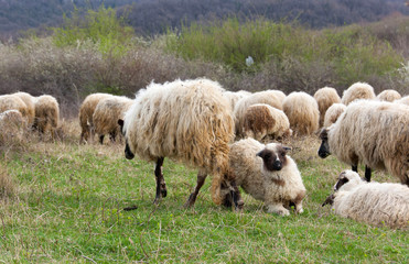 Sheep and lambs on pasture