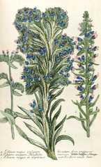 Illustration botanique / Echium vulgare / Vipérine commune