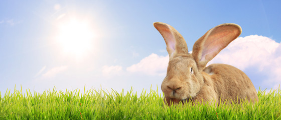 Frohe Ostern