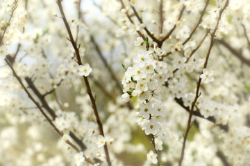 Spring flowers of cherry blossom