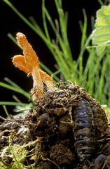 Cordyceps militaris / Cordyceps militaire