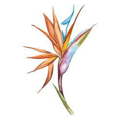 Watercolor isolated illustration of Strelitzia reginae, tropical flower composition on a white background