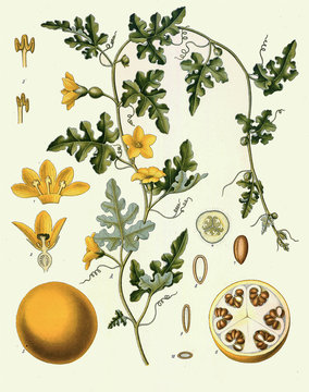 Illustration botanique / Citrullus colocynthis / Coloquinte