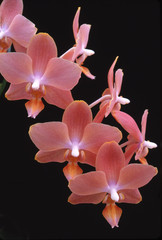 Phalaenopsis x