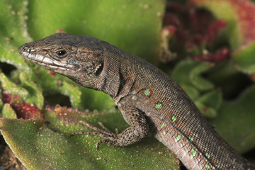 Gallotia atlantica atlantica / Lézard des Canaries