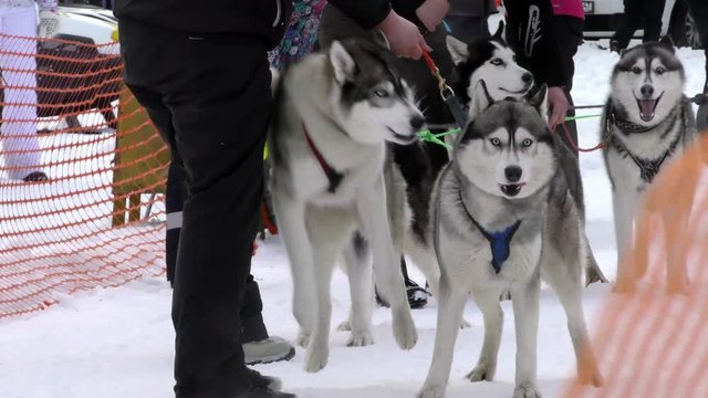 A team of sled husky at the finish of a dog race. Workers siberian huskies of the North to championship. Sports laika animals in the winter.