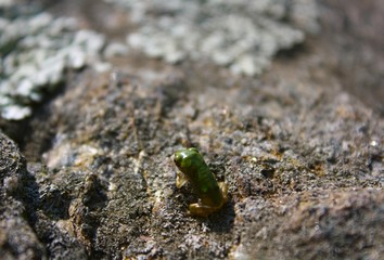 Baby Frog