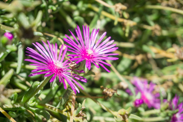 Beautiful flowers in the old town of Livo, Italy, in summer