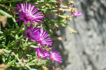 Beautiful flowers in the old town of Livo, Italy, in summer