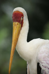Ibis ibis / Mycteria ibis / Tantale ibis