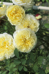 Rosa x / Rose 'Pilgrim'