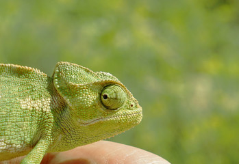 Head of chameleon closeup on a green background, selective focus, copy space