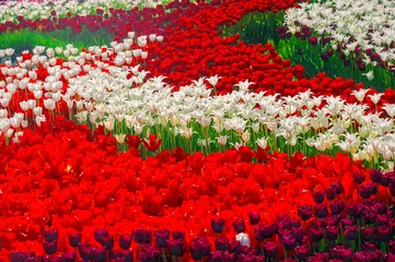 Foto auf Acrylglas Tulpe colorful field of tulips in spring