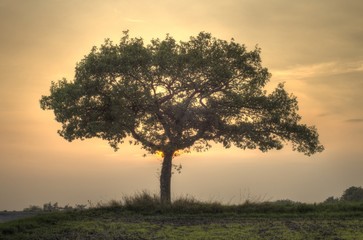 Obraz premium Tree sunset