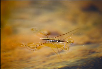 Water Bug
