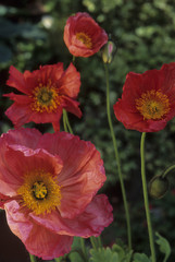 Obraz premium Papaver nudicaule / Papaver croceum / Pavot d'Islande