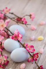 Fototapeta na wymiar Pastel Blue colored Easter Eggs and jelly beans with Cherry Blossoms