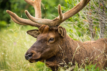 Adult Male Elk Lying Down