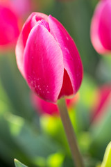 Single Pink and Red Tulip in Spring Garden