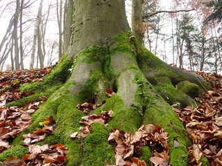 Wurzelanläufe und Stammfuß einer alten Rotbuche, Fagus sylvatica, am hang im Odenwald
