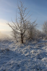 Dutch winter landscape