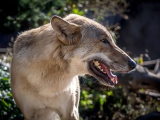 Опасная волчица.A dangerous she-wolf.