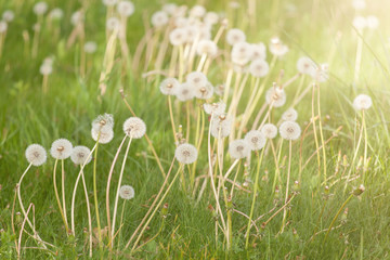 Obraz na płótnie Canvas White fluffy dandelions on the meadow. Natural spring background