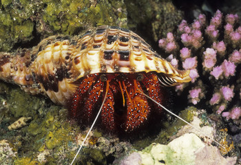 Pagurus sp. / Bernard l'ermite