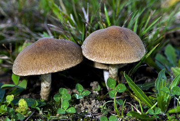 Psathyrella lacrymabunda / Psathyrelle veloutée