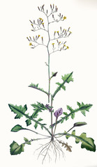 Illustration botanique / Lactuca muralis / Laitue des murailles