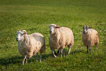 Naklejka na ściany i meble Sheep (Ovis aries) Run Left