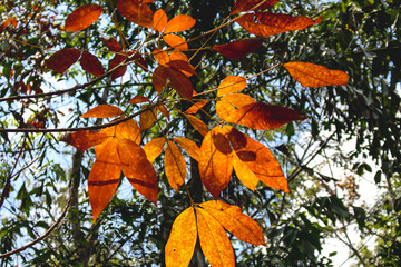 Orange Colour Leaf in South Borneo Rain Forest Kalimantan Indonesia