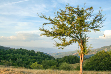 Obraz premium Valle del Sinni, Pollino national park