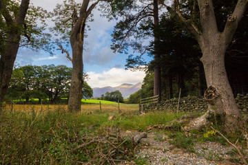 Dry Stone Wall and old trees near a forest, green fields with a mountain in the background in the Lake District, England, UK