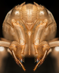 extreme insect macro