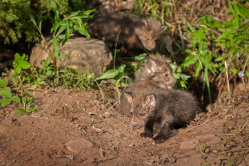 Red Fox Kits (Vulpes vulpes) Creep out of Den