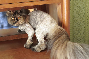 Trimmed Persian cat