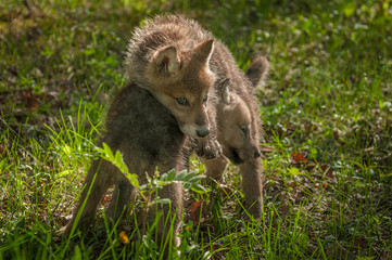 Fototapeta premium Grey Wolf (Canis lupus) Pup Wrestles with Sibling